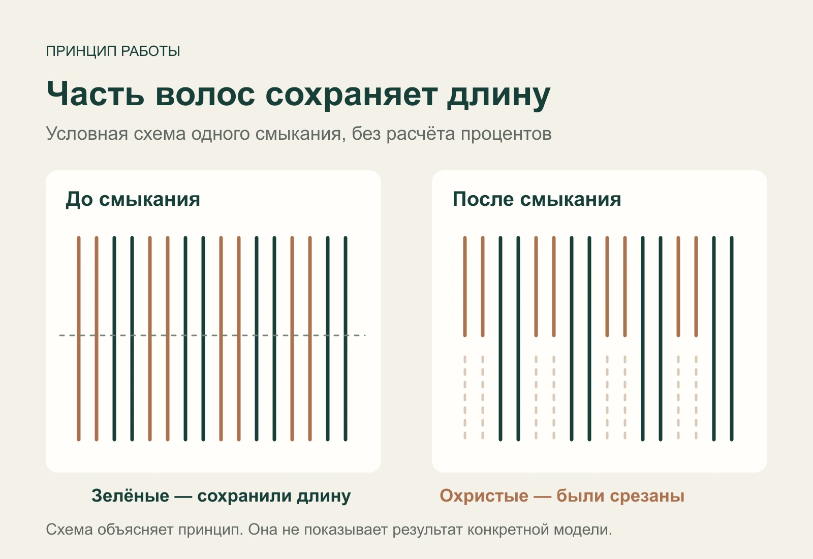 Условная прядь до и после смыкания: часть волос укорочена, часть сохраняет исходную длину